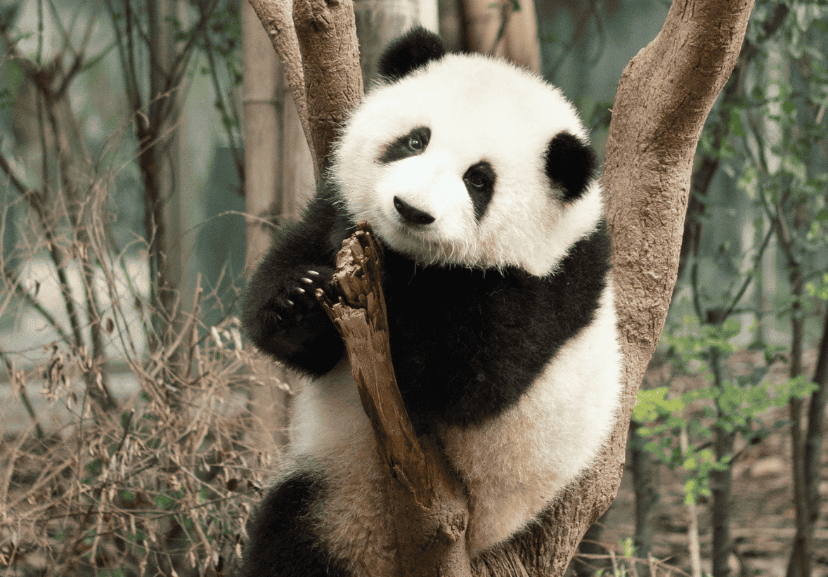 Chengdu
