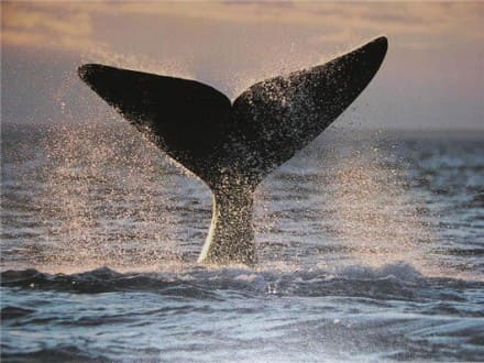 Puerto Madryn